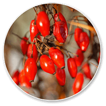 berberine